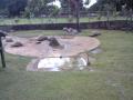 gal/Ile Maurice/_thb_SP_A0078_Pamplemouse_Garden_Pamplemousses_Garden.jpg